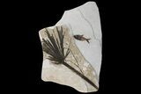 Wide Fossil Fish & Palm Mural - Green River Formation, Wyoming #174925-2